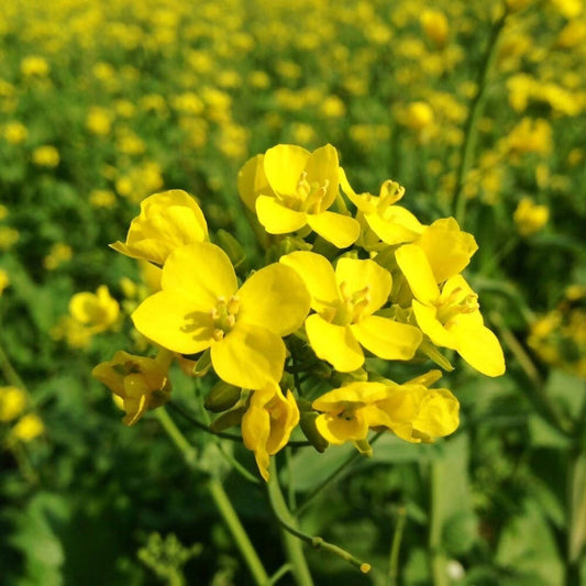FreshOn Mustard Seeds Small (Natural) - 100 Gm