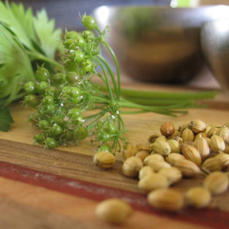 Freshon Coriander Whole Premium - 100 gm