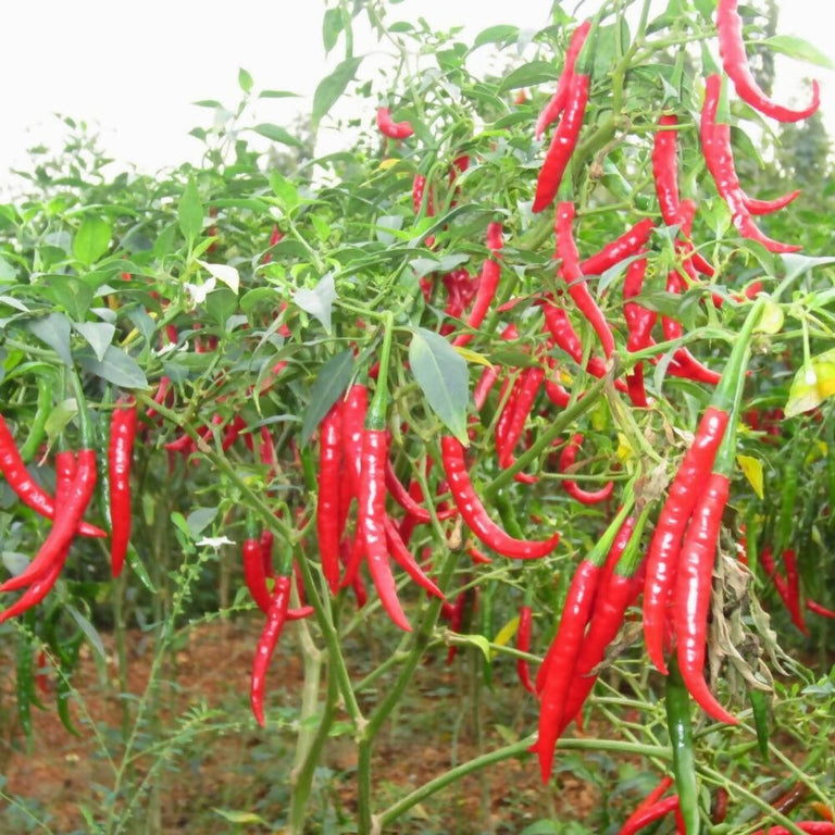 Freshon Byadige Chilli Powder - Organically Grown - 250 gm