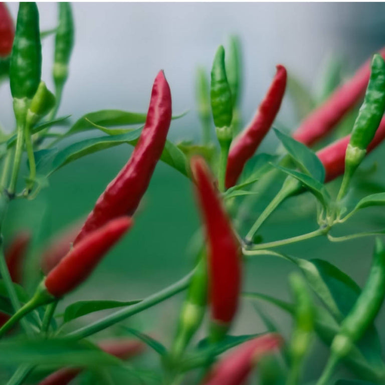 Freshon Guntur Chilli Natural - 100 gm